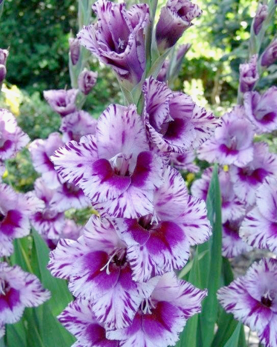 GLADIOLY PASSOS 100 ks